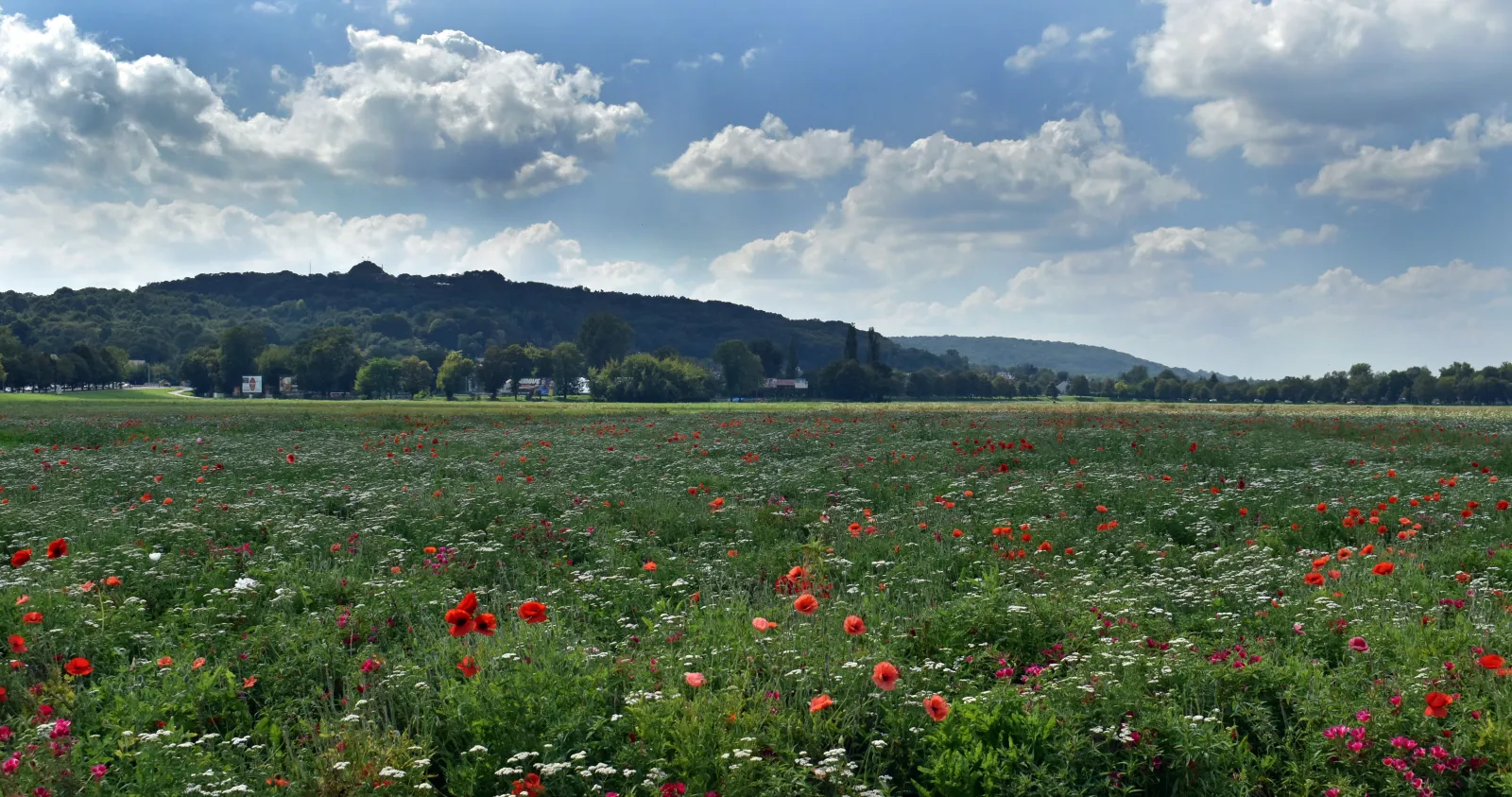 Błonia w Krakowie